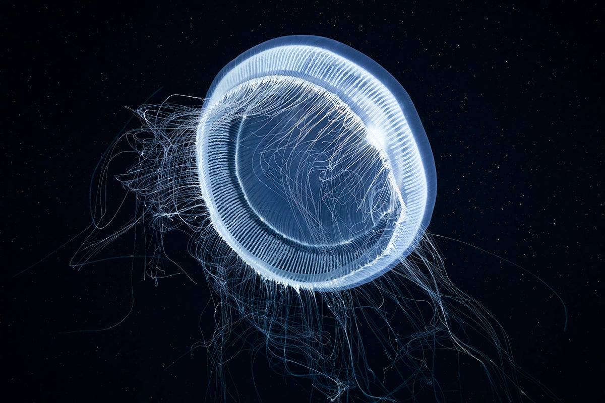 Crystal jelly glowing in the dark